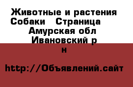 Животные и растения Собаки - Страница 12 . Амурская обл.,Ивановский р-н